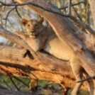 LEADING THE WAY IN MOZAMBIQUE’S NEW ERA OF BIODIVERSITY FINANCE